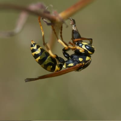wasp on a branch