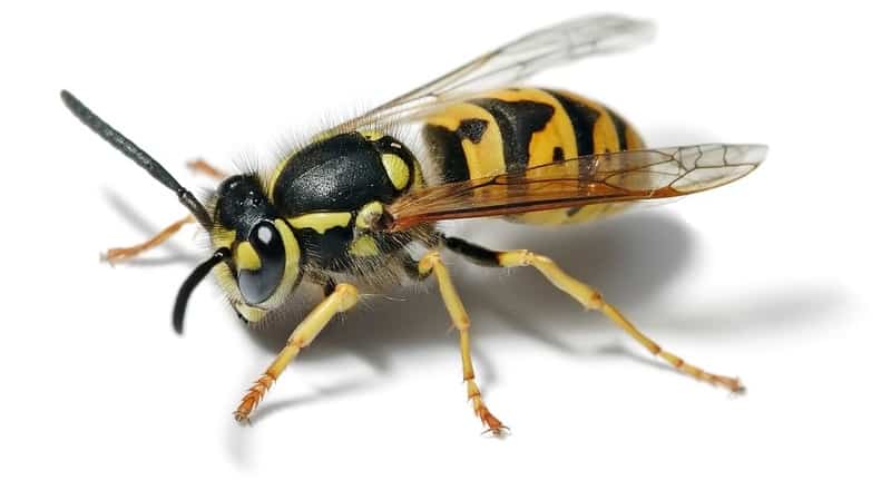 wasp on white background