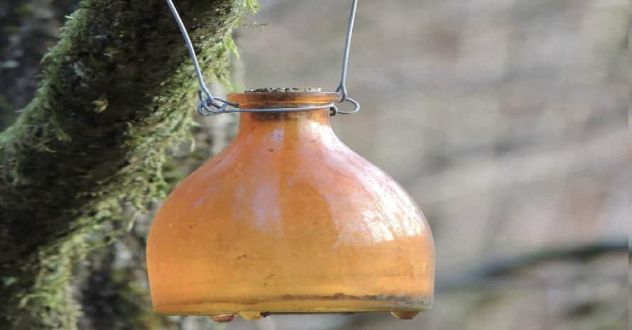 homemade-wasp-trap