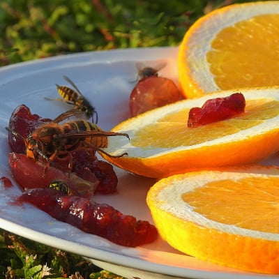 wasps eat fruit