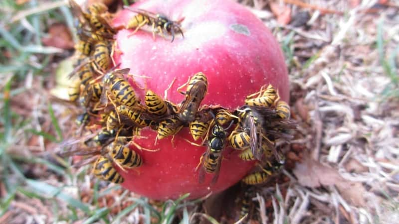 wasps-eating-apple