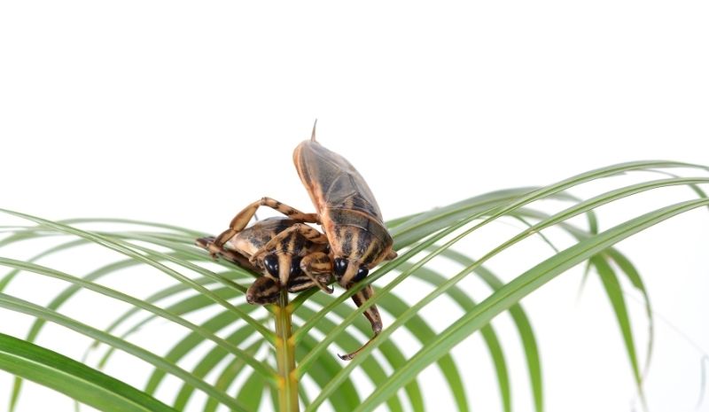 water beetles on a houseplant