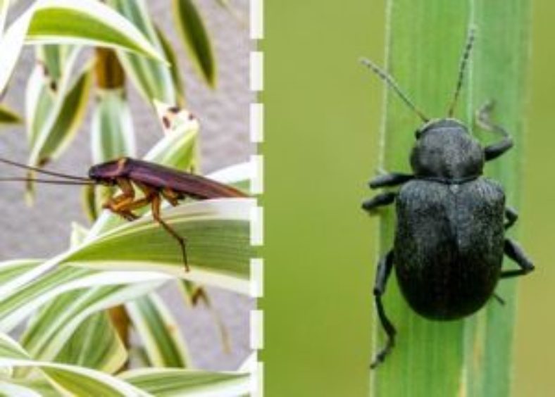 water bug and cockroach