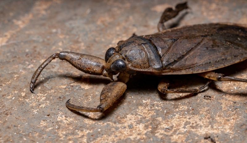 water bug crawls