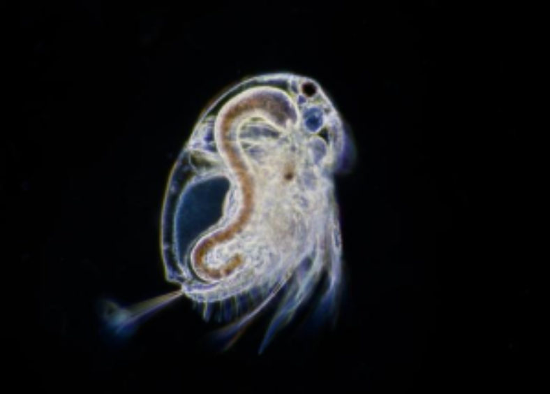 water flea close-up