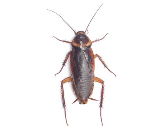 waterbug-on-the-white-background