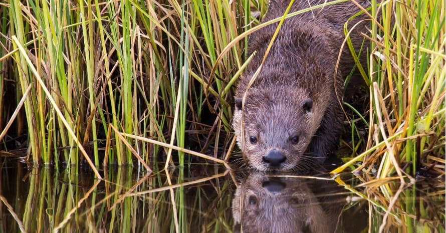 weasel near the river