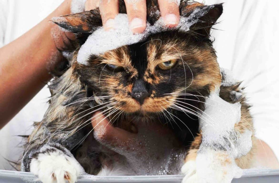 wet cat