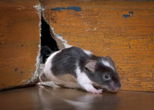 white-brown Mouse comes out of the hole