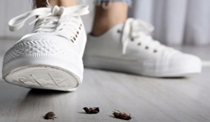 white sneakers step on cockroaches