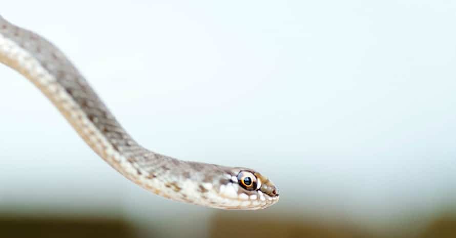 white thin snake