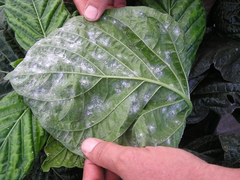 whiteflies-in-the-garden