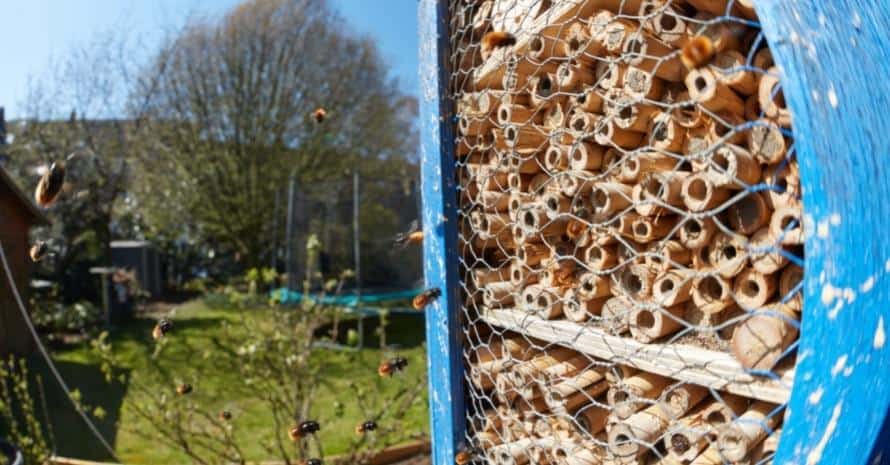 wild bees near bamboo