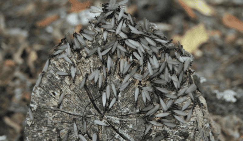 winged termites