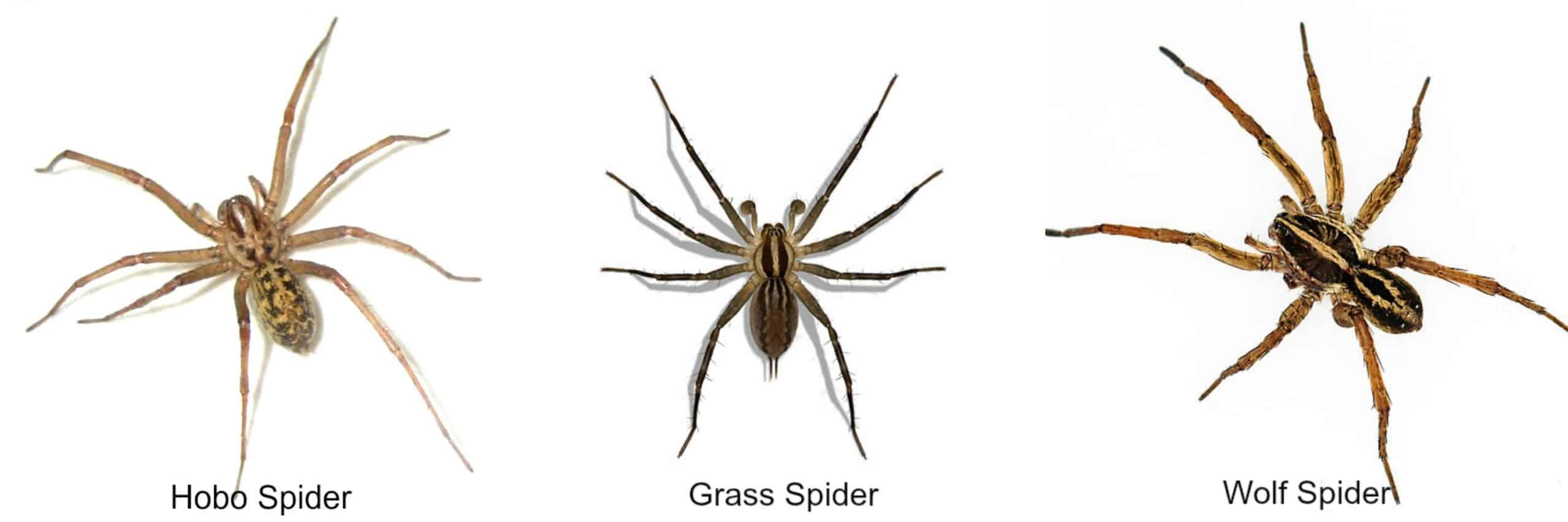 wolf spider vs grass vs hobo spiders