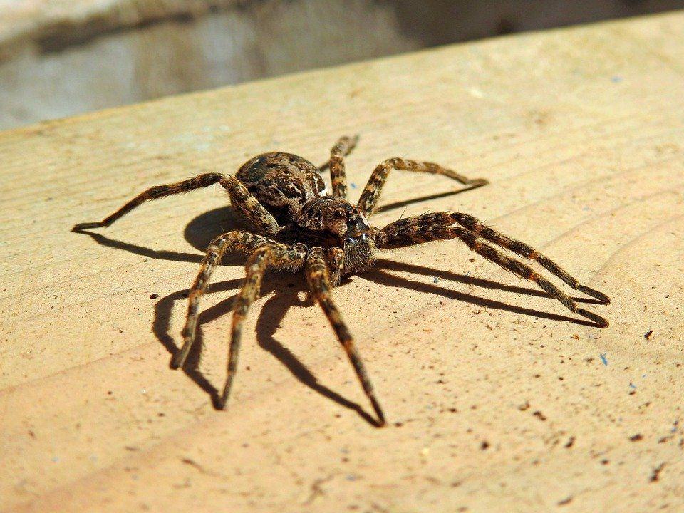 wolf-spider