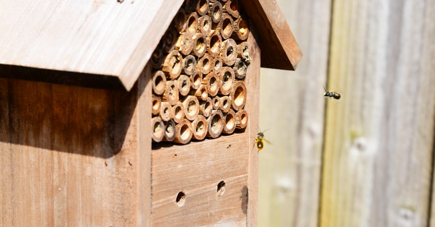 wood bee trap