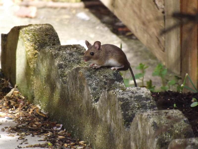 european wood mouse on the street