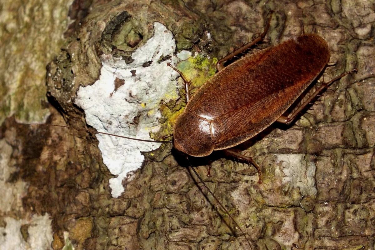 wood roach on a tree