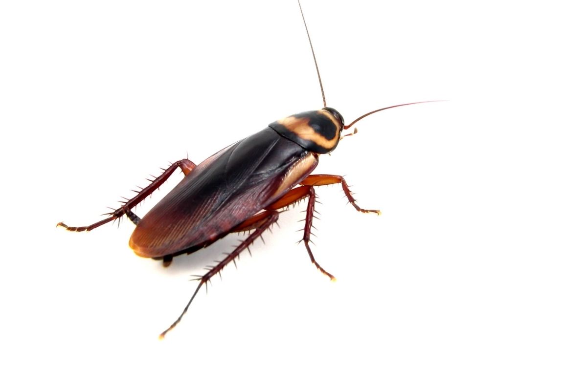 wood roach on white background