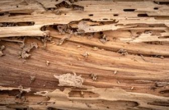 wood in termite infestations