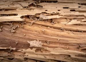 wood in termite infestations