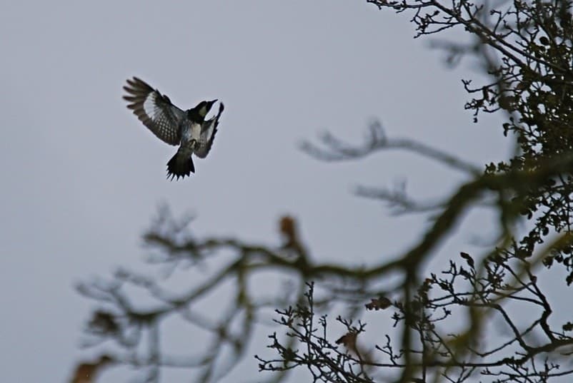 downy woodpecker flying