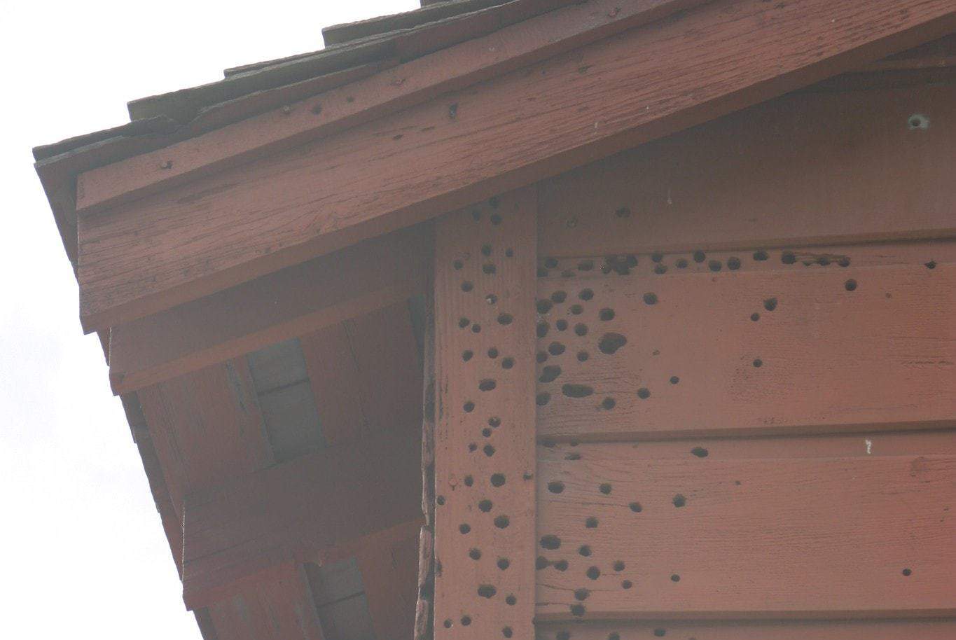 woodpecker-holes in a house wall