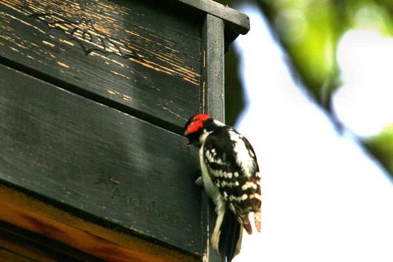 woodpecker making a hole in a house