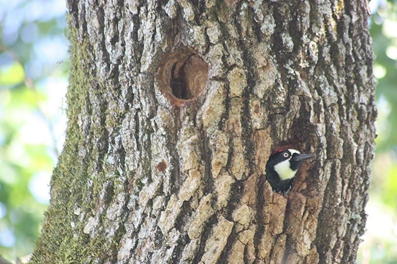 woodpecker nests