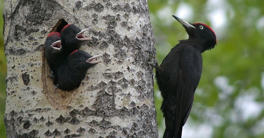 woodpecker with children on the tree