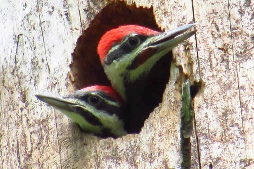 woodpeckers in a nest