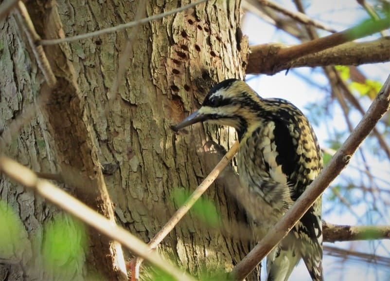 yellow-bellied woodpecker making holes in a tree