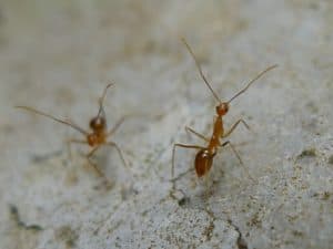 yellow-crazy-ant