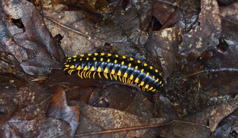 yellow-legged centipede