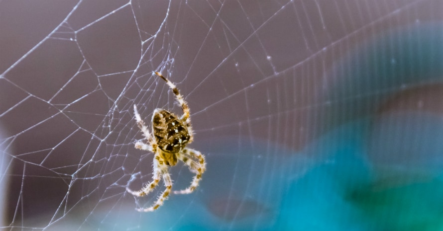 yellow spider on the web