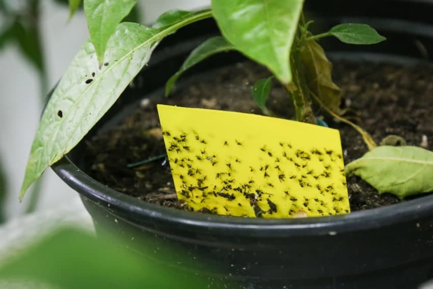 yellow sticky tape for insects